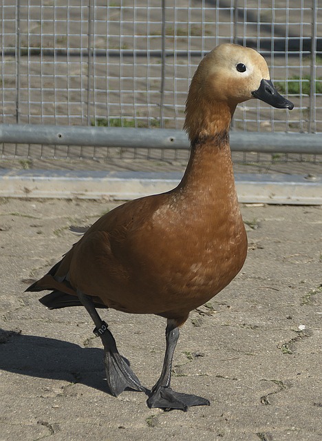 分对于步行